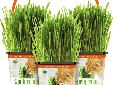 100% Certified Organic Fresh Cat Grass 3-Pack. Natural Cat Treat Supply