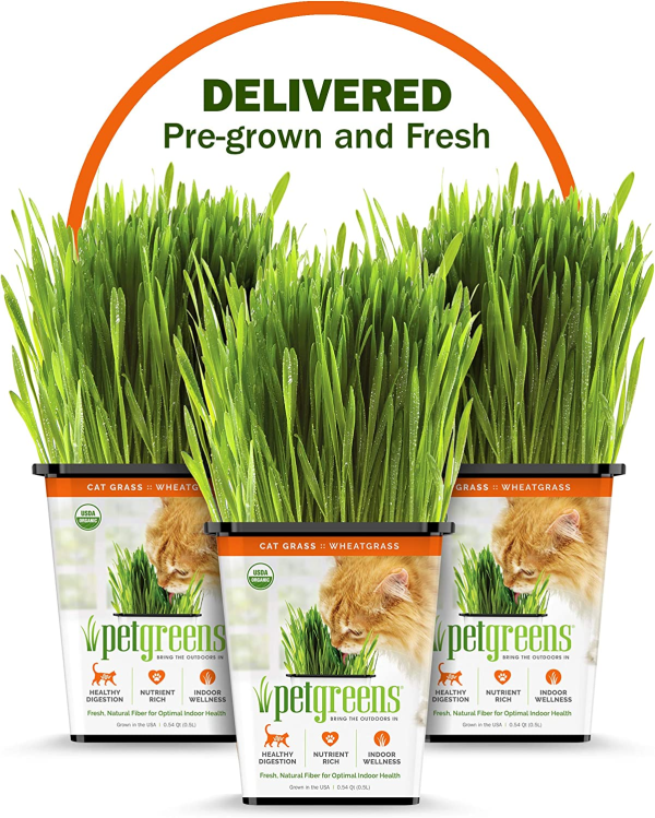 100% Certified Organic Fresh Cat Grass 3-Pack. Natural Cat Treat Supply