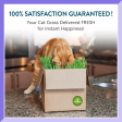 100% Certified Organic Fresh Cat Grass 3-Pack. Natural Cat Treat Supply