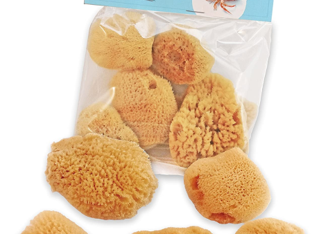 Hermit Crab Real Sea Sponges - 5 Pack Unbleached, Provides Nutrients, Safer Drinking and Helps Maintain Habitat Tank Humidity Hot on Sale