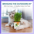 100% Certified Organic Fresh Cat Grass 3-Pack. Natural Cat Treat Supply